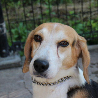 一旦募集を停止します