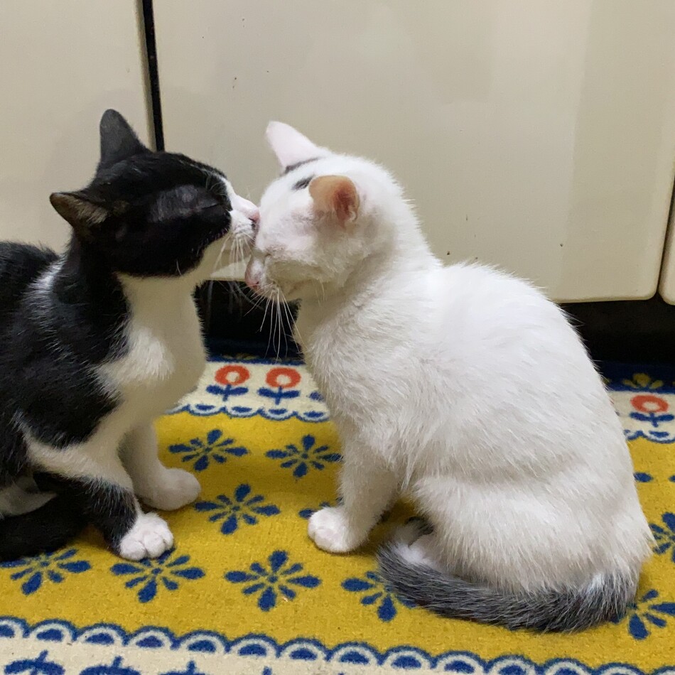 ムギのカバー写真
