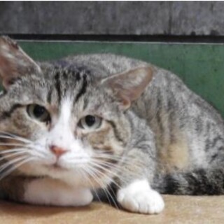 至福の時 それはナデナデだね