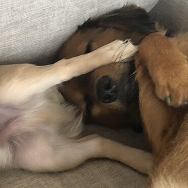 ミルクの尻に敷かれるチロル