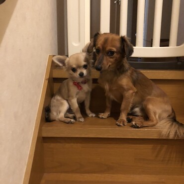 階段でお出迎え