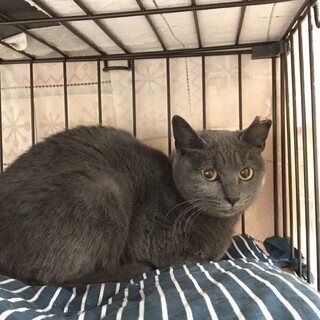 小柄女子の可愛いシーバちゃん