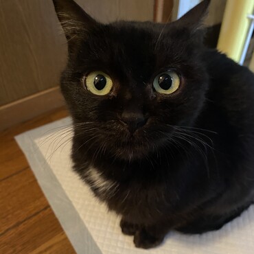 人懐っこい子です。