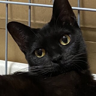 幸せを呼ぶ黒猫の女の子