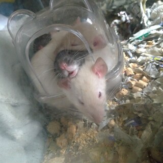 ファンシーラットの赤ちゃん