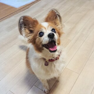 パピヨンMIXの女の子 トコちゃん