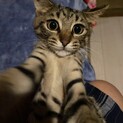 お目々がばっちり可愛い子。