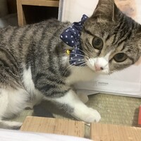 イヤ
