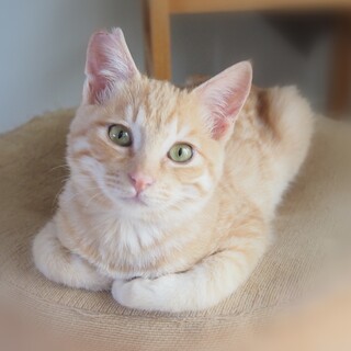 ずっと家族になってください