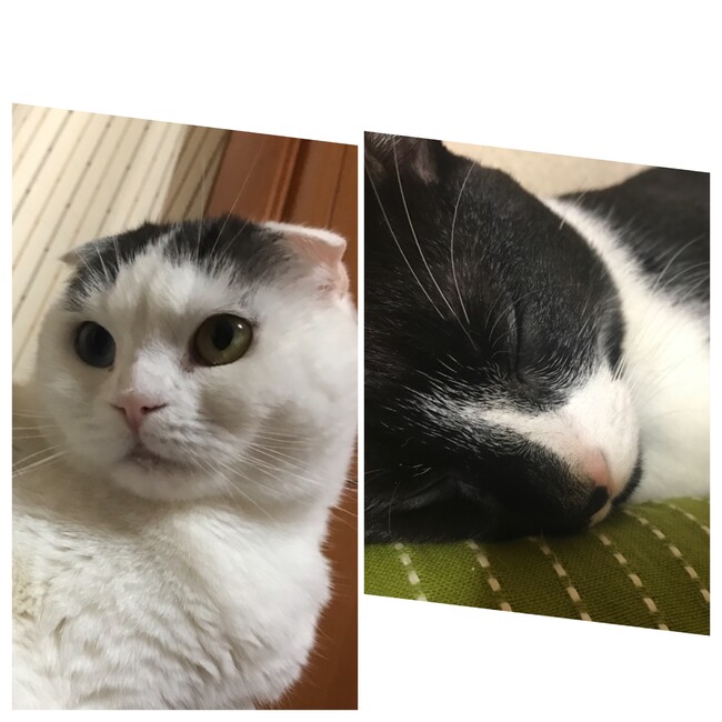 Kuくみのカバー写真