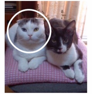 【急募】血統書有り 成猫♀4歳