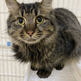 びびりな長毛キジトラ　『ジゼ』ちゃん