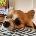 チワワ男の子 2歳