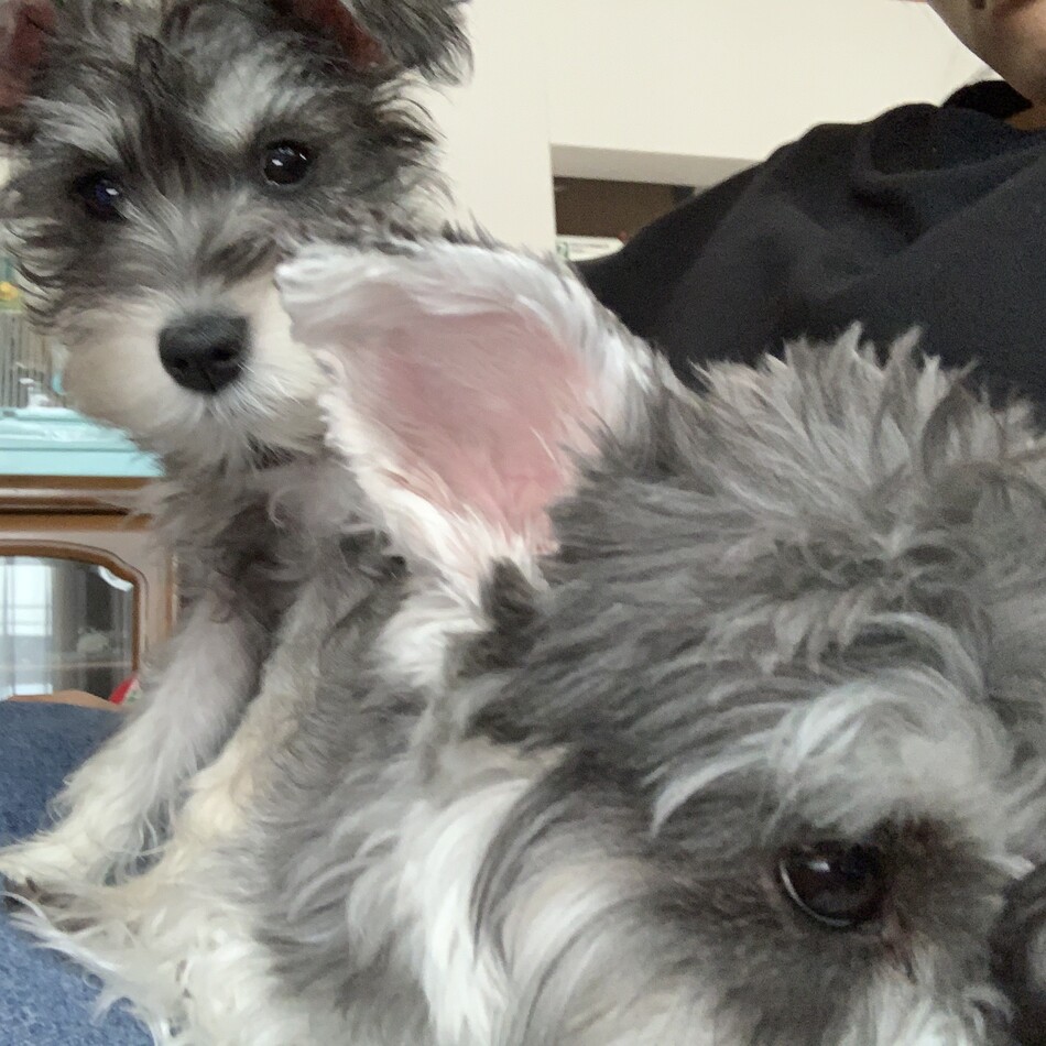 ココのカバー写真