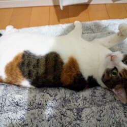 「つぐちゃんは優しい」サムネイル3