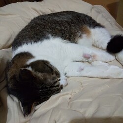 「つぐちゃんは優しい」サムネイル2