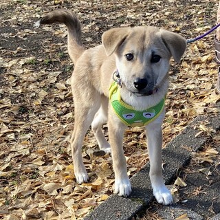 お家ができました❗雑種の仔犬 4ヶ月