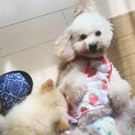 めす