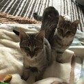 生後約半年の姉妹仔猫