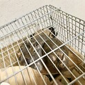 生後１ヶ月のデグーベビー６匹(残り３匹交渉中)