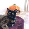 の写真