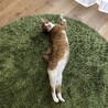 の写真