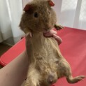 テディモルモット 七ヶ月 男の子