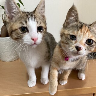 ハンデあり☆仲良し兄妹♪