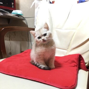 すちょこんと置き物のよう