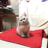 すちょこんと置き物のよう