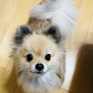 ポメラニアンのハイド  【里親決定】