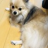 ポメラニアンのハイド  【里親決定】 サムネイル3