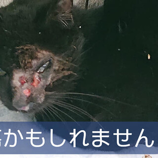 【亡くなりました】腫瘍かもしれない…黒猫(TдT)