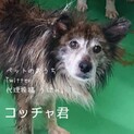 【亡くなりました】収容房④野犬男子こっちゃ君＊焦茶