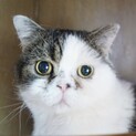 【バク】募集を終了しました
