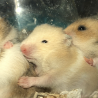 ハムスターの里親様を募集します