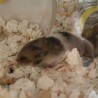 ハムスターの里親様を募集します サムネイル3