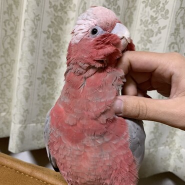 カキカキ大好きノアちゃん
