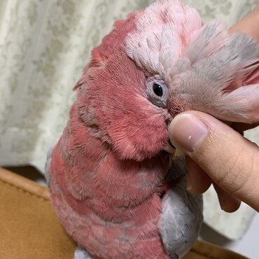 気持ちよさそう