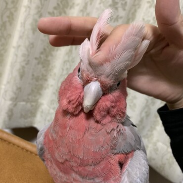 頭ぐしゃり