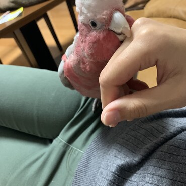 かまって手に頭をのせるノアちゃん
