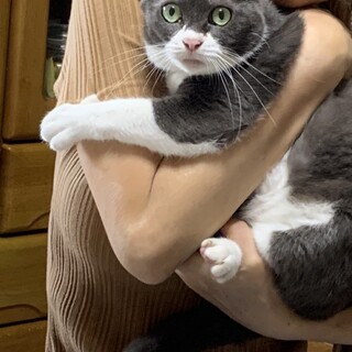 おうちが無くなってしまったポプラちゃん