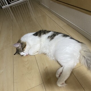 11ヶ月の甘えん坊の男の子