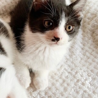 ２匹一緒に譲渡希望☆可愛いハチワレ兄弟