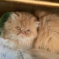 【ちゃため】おかげさまで里親様が決まりました。