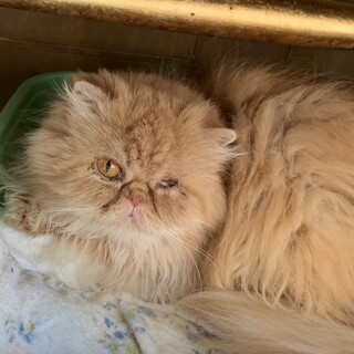 【ちゃため】おかげさまで里親様が決まりました。