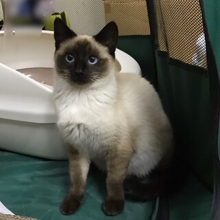 シャム雑種　メス