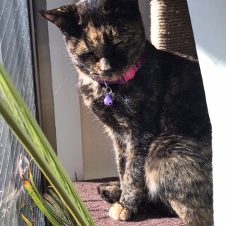 【里親さん決まりました】味のある柄と心優しいサビ猫