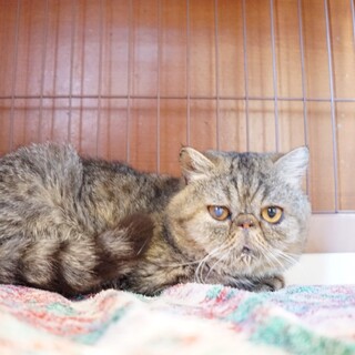 【ナミオ】おかげ様で里親様が決まりました！