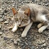 幼い猫ちゃん4匹の里親募集 サムネイル3